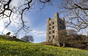 Daffodils in the park at Penrhyn Castle